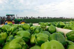 Load image into Gallery viewer, Green Bell Peppers (2lbs)
